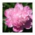 PeonyLabeled