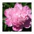 PeonyLabeled